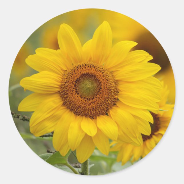 Autocollants Fleuris Enveloppe de Tournesol Scellé (Devant)