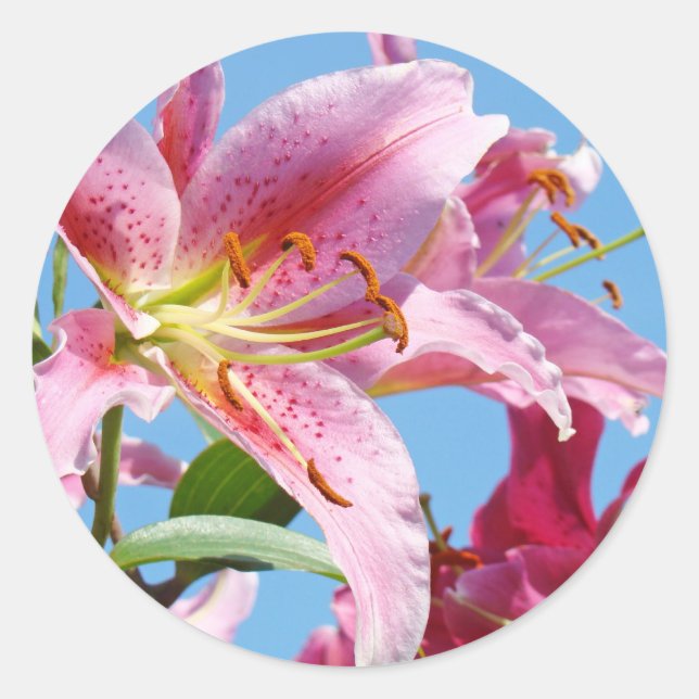 Autocollants Fleurs de Lys Rose Formes personnalis (Devant)