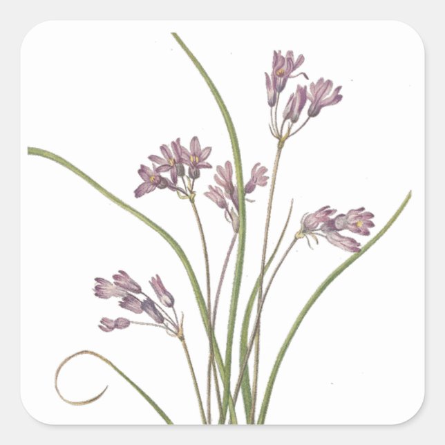 autocollants fleurs sauvages (Devant)