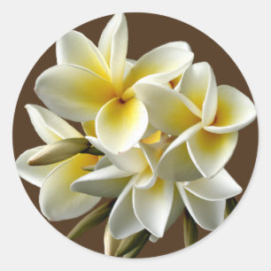Autocollants floraux de Plumeria hawaïen blanc