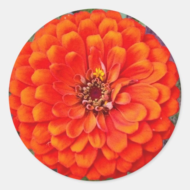 Autocollants floraux Orange Zinnia / Sceau (Devant)