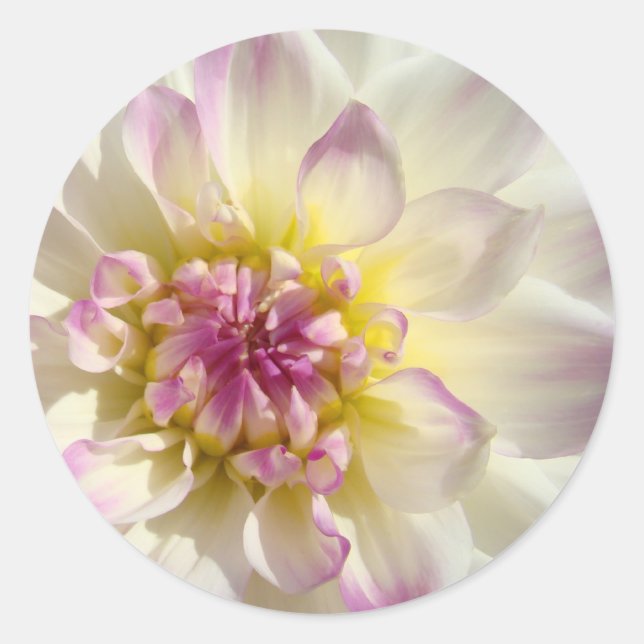 Autocollants floraux roses blancs fleurs de dahlia (Devant)