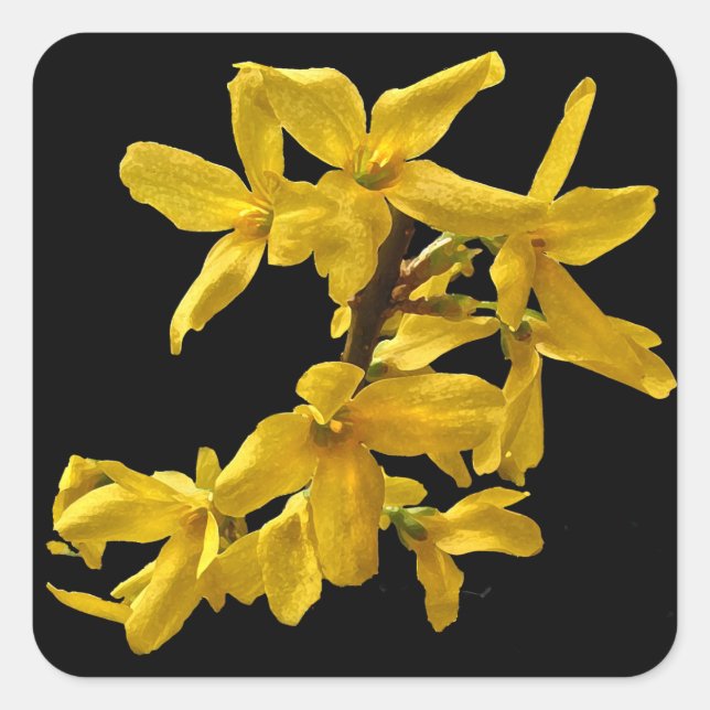 Autocollants Forsythia (Devant)