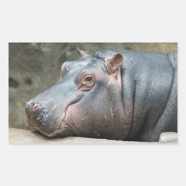 Autocollants Hippopotamus (Devant)