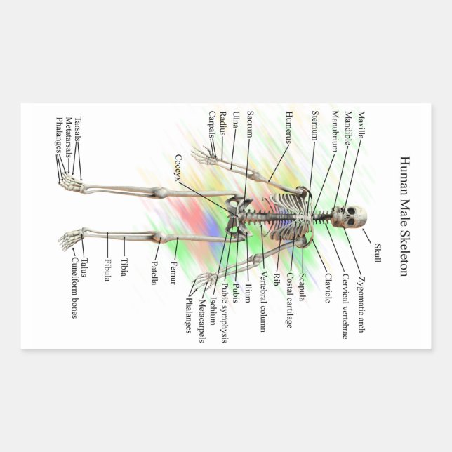 Autocollants Homme Skeleton (Devant)