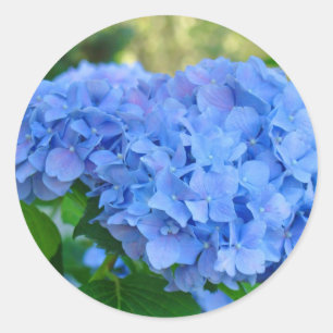 Autocollants Hydrangea Bleue Hydrangea d'été Jardi