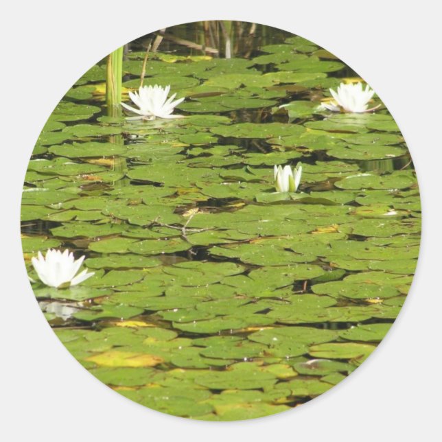 Autocollants Lily-pad (Devant)