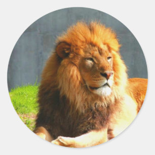 Autocollants Lion Africains