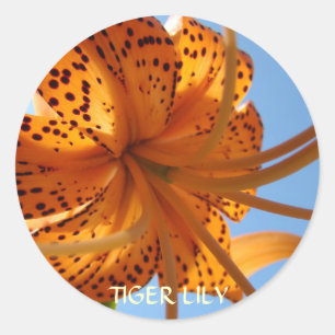 Autocollants LIS LIS Orange Fleurs de Lis Tigre Ca