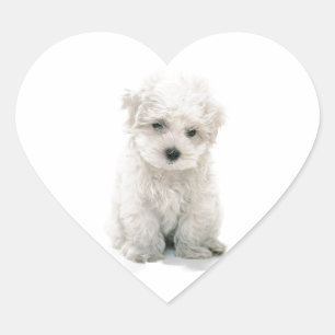 Autocollants mignons de Bichon Frise