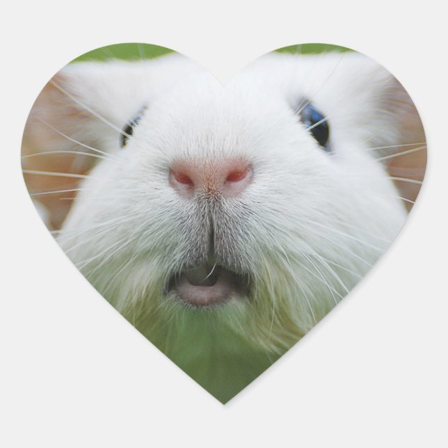 Autocollants Nibbler (Devant)