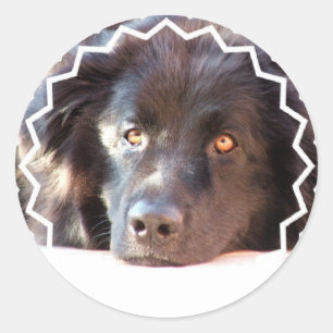 Autocollants noirs de chien de Terre-Neuve