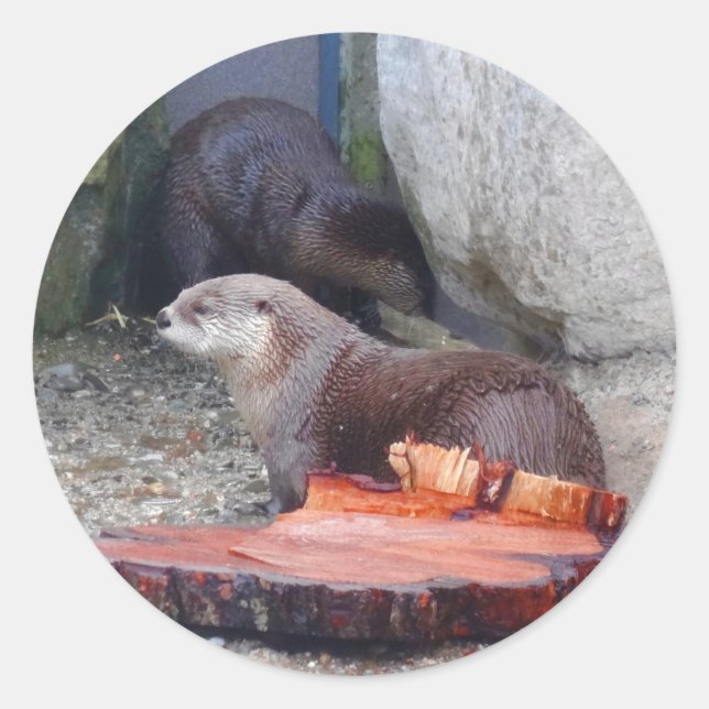 Autocollants North American River Otter #1 (Devant)