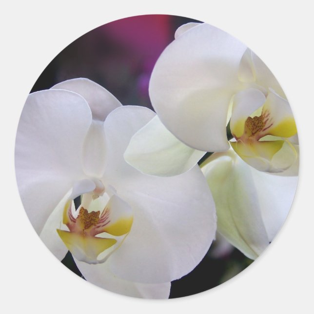 Autocollants orchidées (Devant)