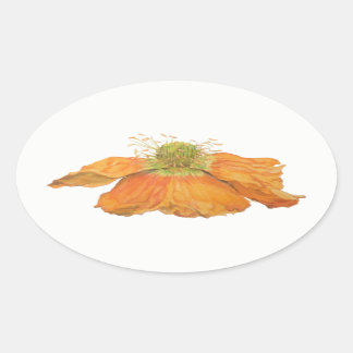 Autocollants ovales de pavot islandais orange,