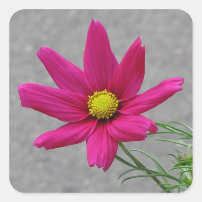 Autocollants personnalisés à fleurs roses (Devant)