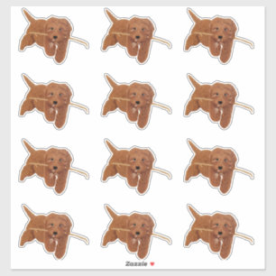 Autocollants personnalisés Goldie Doodle