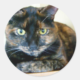 autocollants pour chat tortie