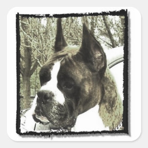 Autocollants pour chien de boîte