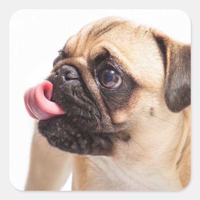 Autocollants pour chien mignon 1 (Devant)
