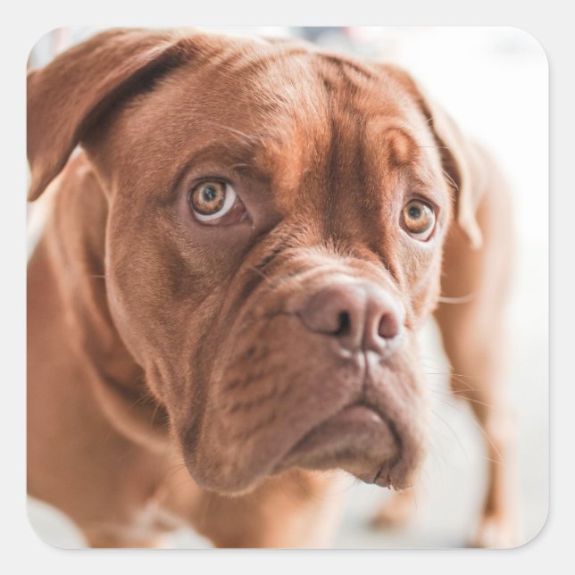 Autocollants pour chien mignon 11 (Devant)