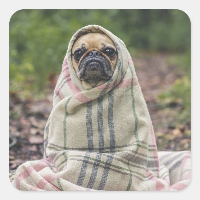 Autocollants pour chien mignon 2 (Devant)