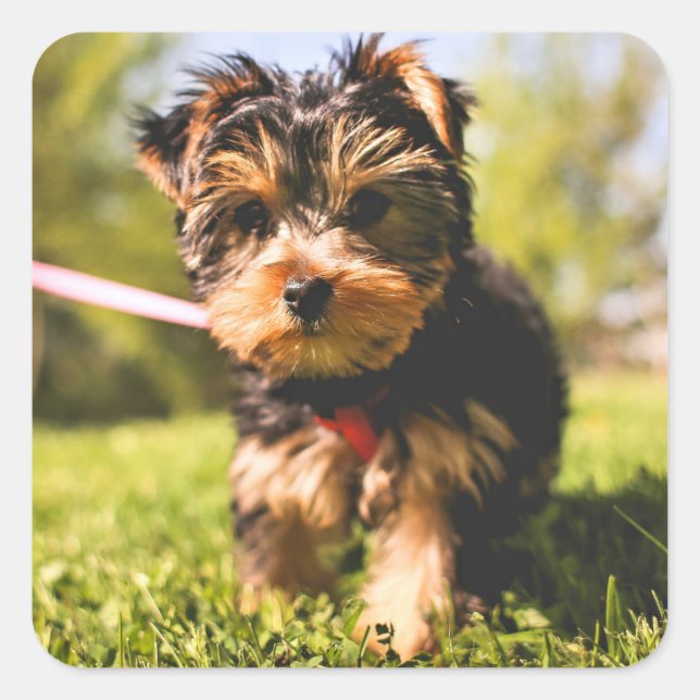 Autocollants pour chien mignon 5 (Devant)