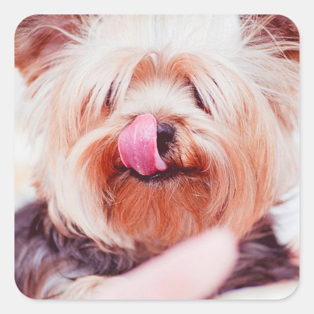 Autocollants pour chien mignon 8 (Devant)