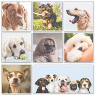 Autocollants pour chiens mignons et amusants (ou V