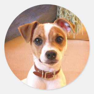 Autocollants pour chiot Jack Russell Terrier