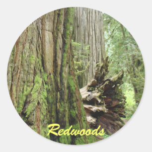 Autocollants Redwood Grands Séquoias Forêt d'arbre