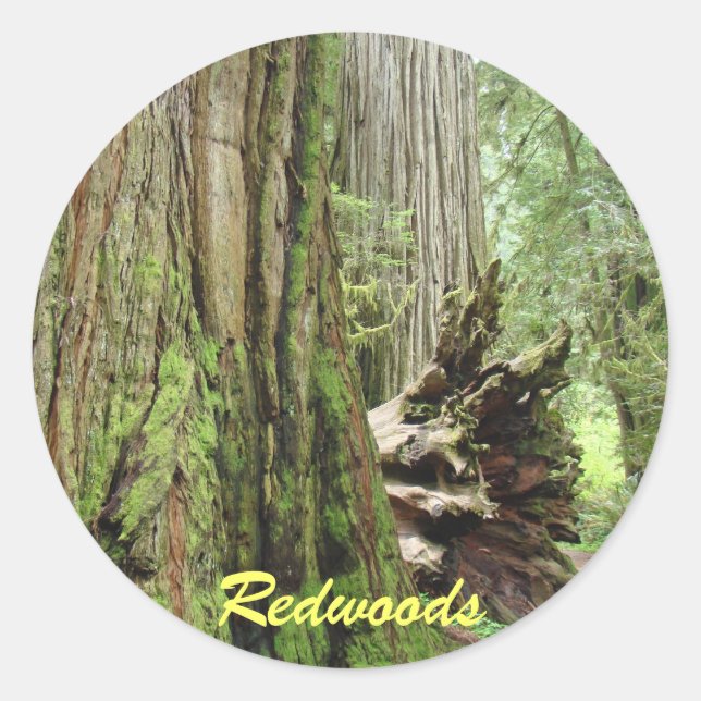 Autocollants Redwood Grands Séquoias Forêt d'arbre (Devant)