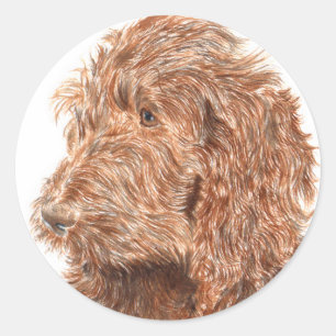 Autocollants ronds de Labradoodle #2 de chocolat