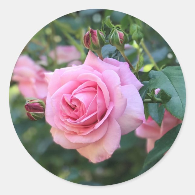Autocollants Ronds Rose (Devant)