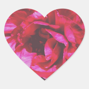 Autocollants roses attrayants de coeur