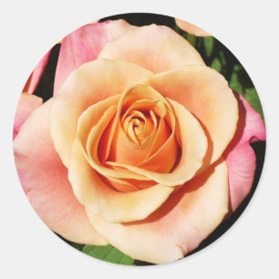 Autocollants roses de pêche