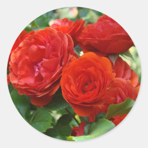 Autocollants roses rouges de fleurs de ROSES beaux