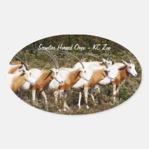 Autocollants Scimitar Horned Oryxes