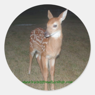 autocollants secourus de faon de cerfs communs