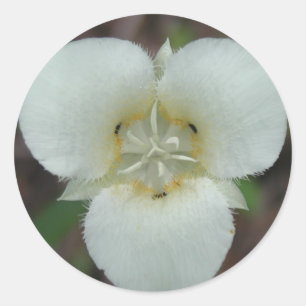 Autocollants Sego Lily