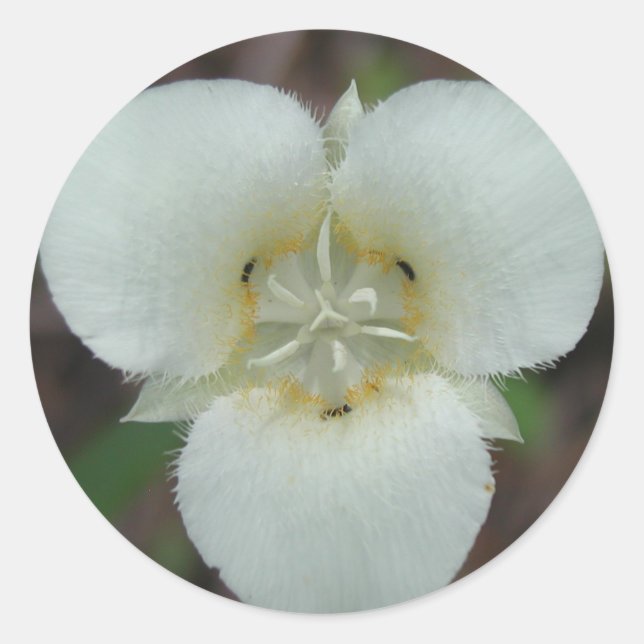 Autocollants Sego Lily (Devant)