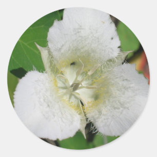 Autocollants Sego Lily