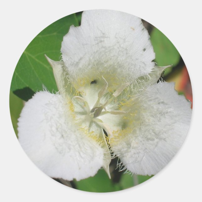 Autocollants Sego Lily (Devant)