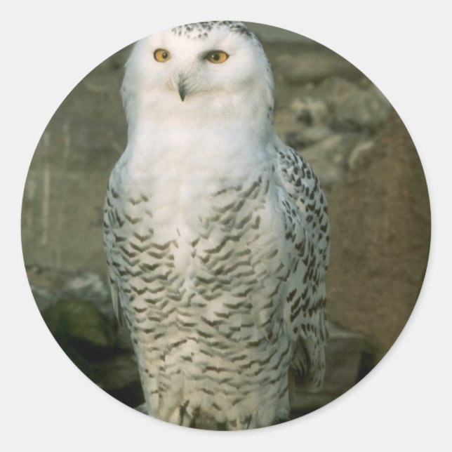Autocollants Snowy Owl (Devant)