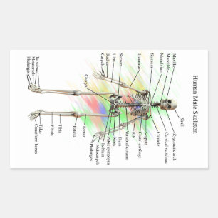 Autocollants squelettiques masculins humains