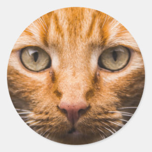 Autocollants Staging Cat