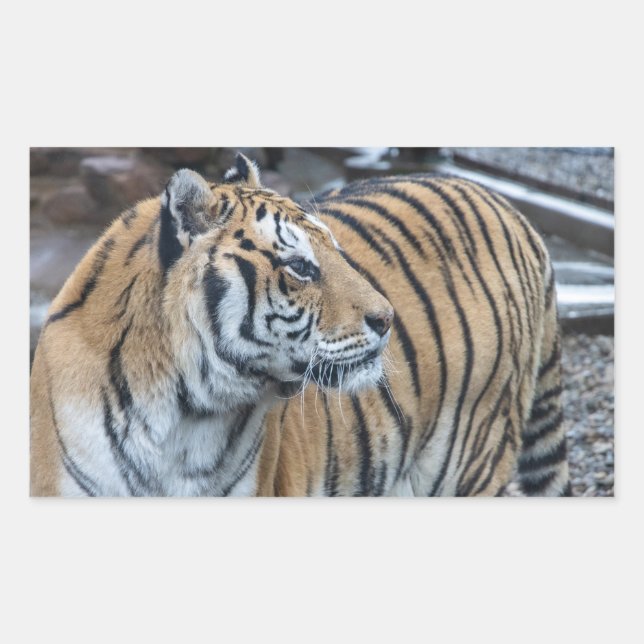 Autocollants Tigre (Devant)