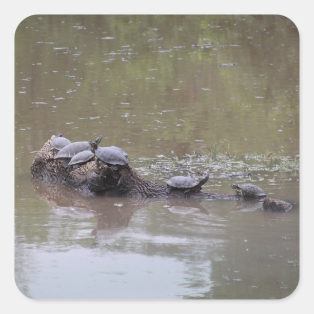 Autocollants Tortues (Devant)