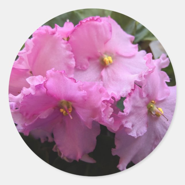 Autocollants Violet Africain Rose pour Sceller des (Devant)