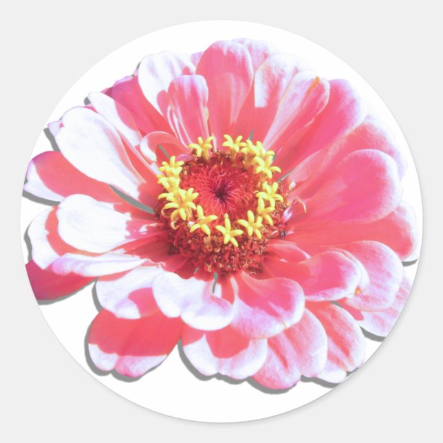 Autocollants - Zinnia rose (Devant)